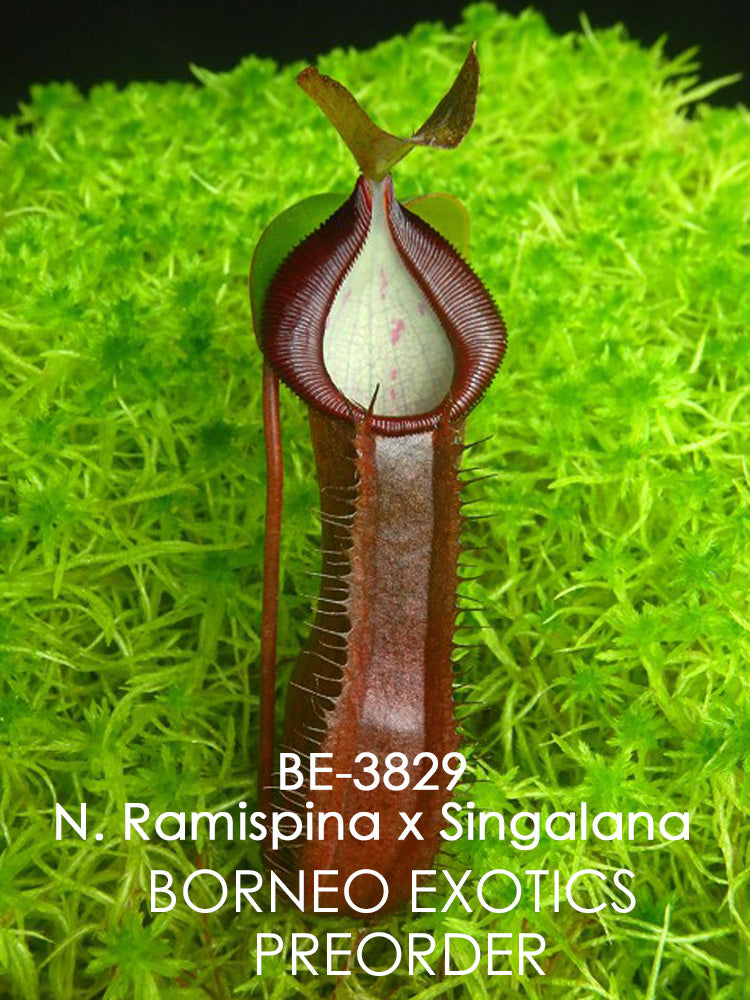 Nepenthes ramispina x singalana BE-3829 Selected clone