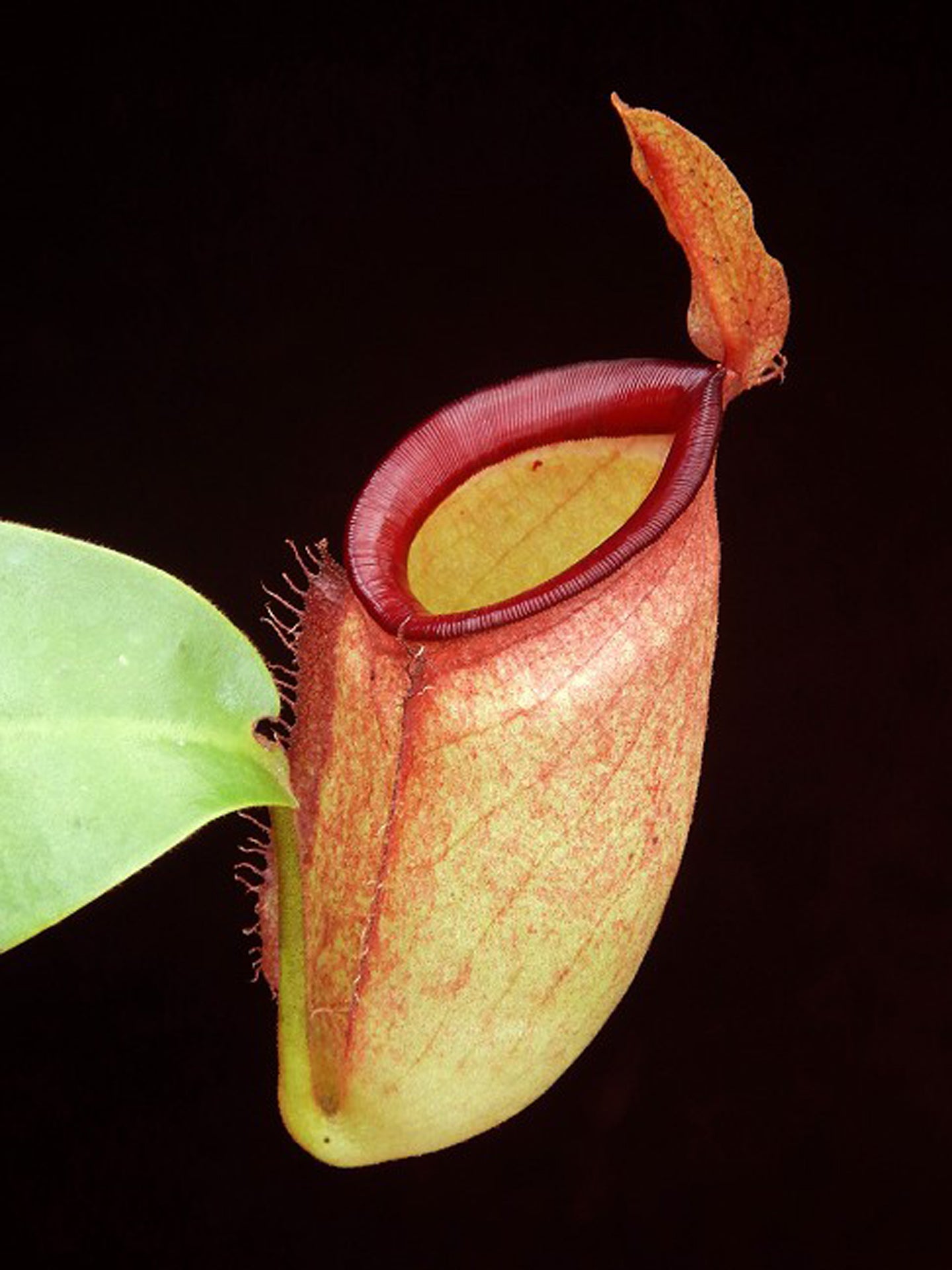 Nepenthes ampullaria x campanulata BE-3840