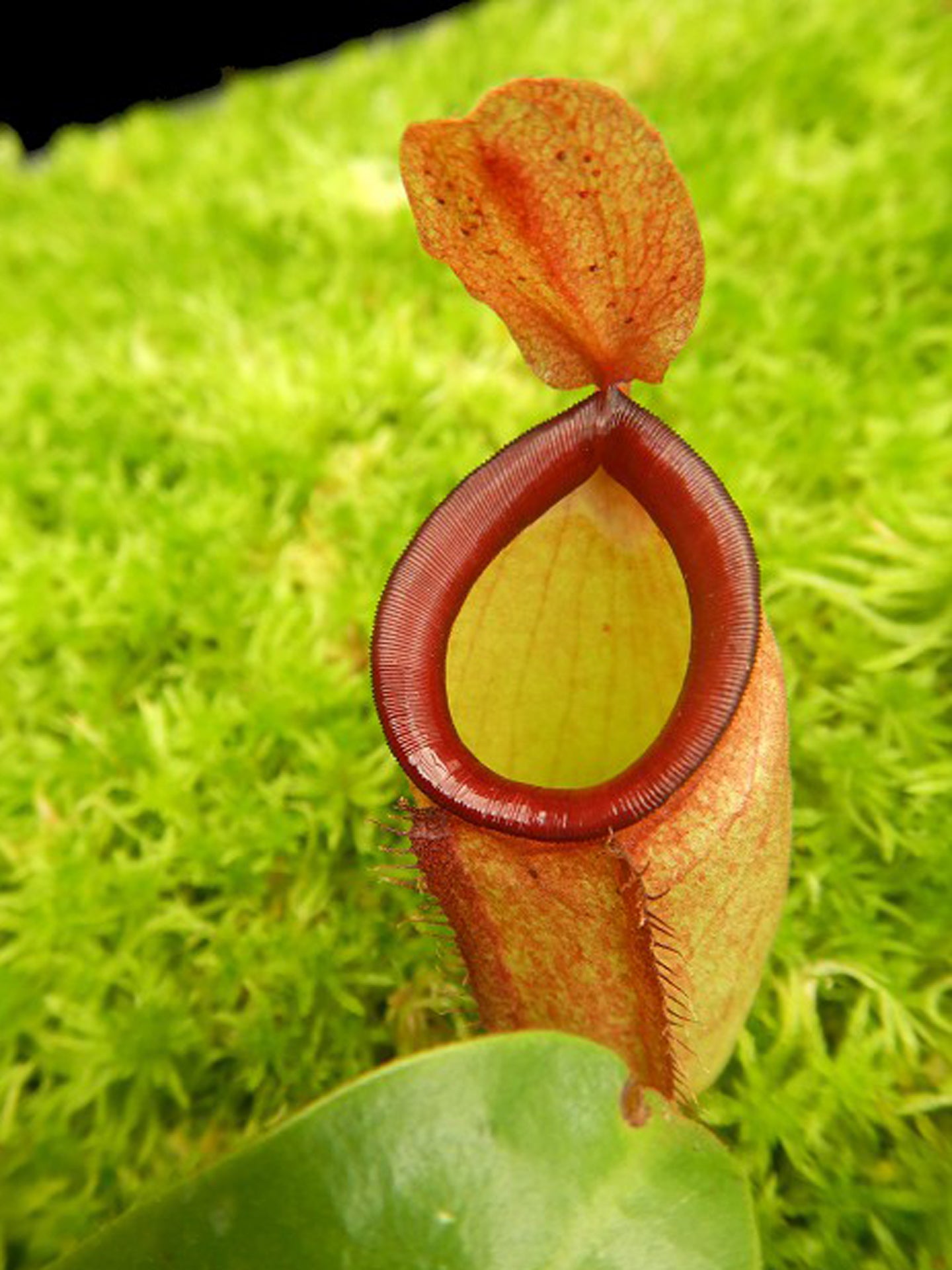 Nepenthes ampullaria x campanulata BE-3840