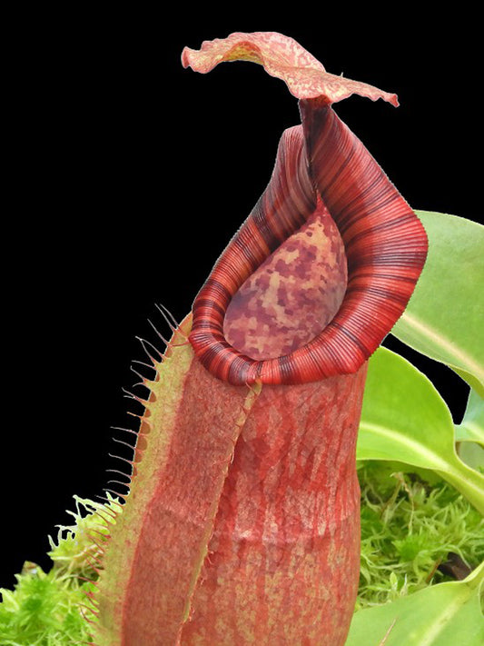 Nepenthes (veitchii x lowii) x Samudera  BE-3844