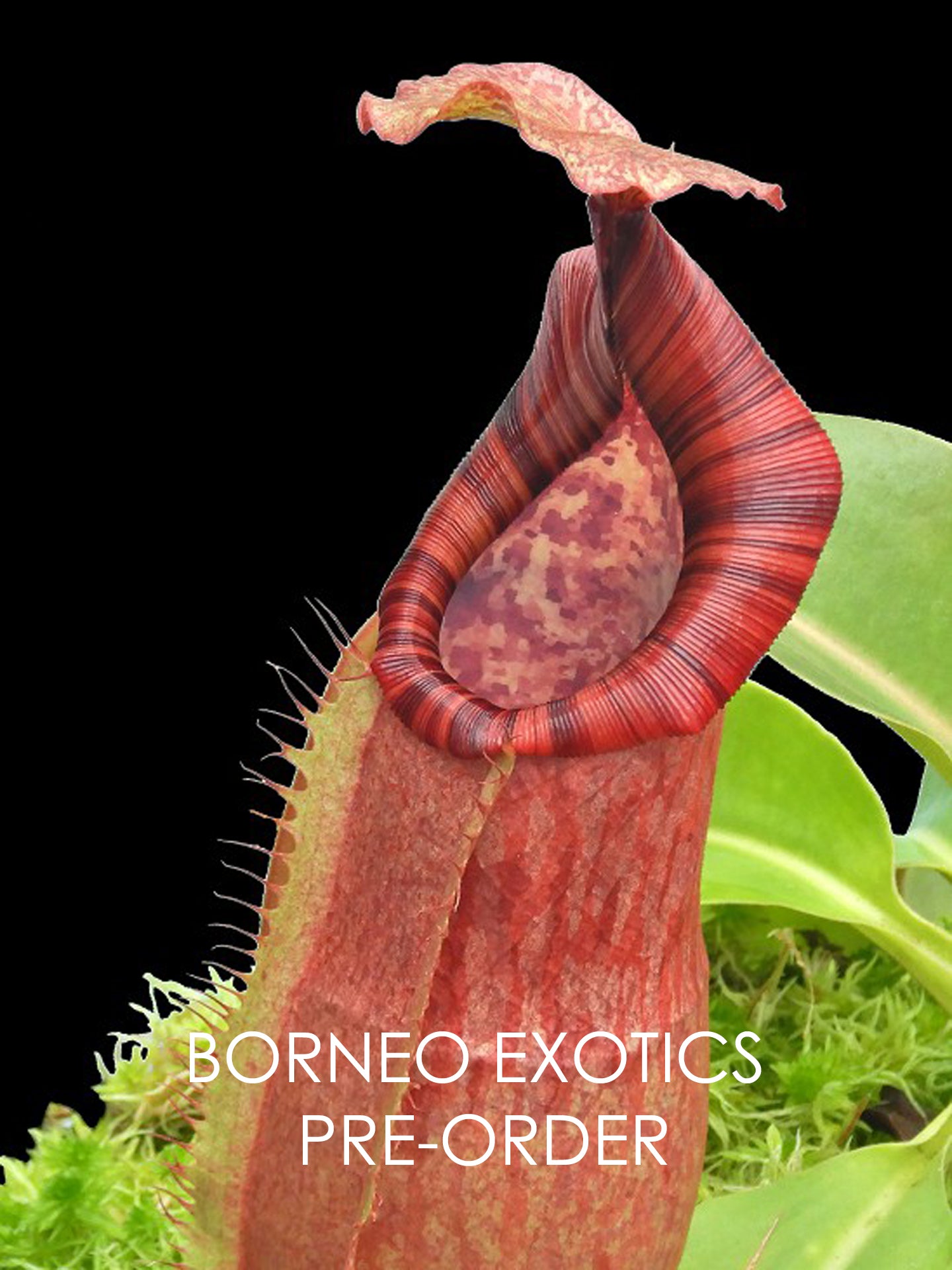 Nepenthes (veitchii x lowii) x Samudera BE-3844