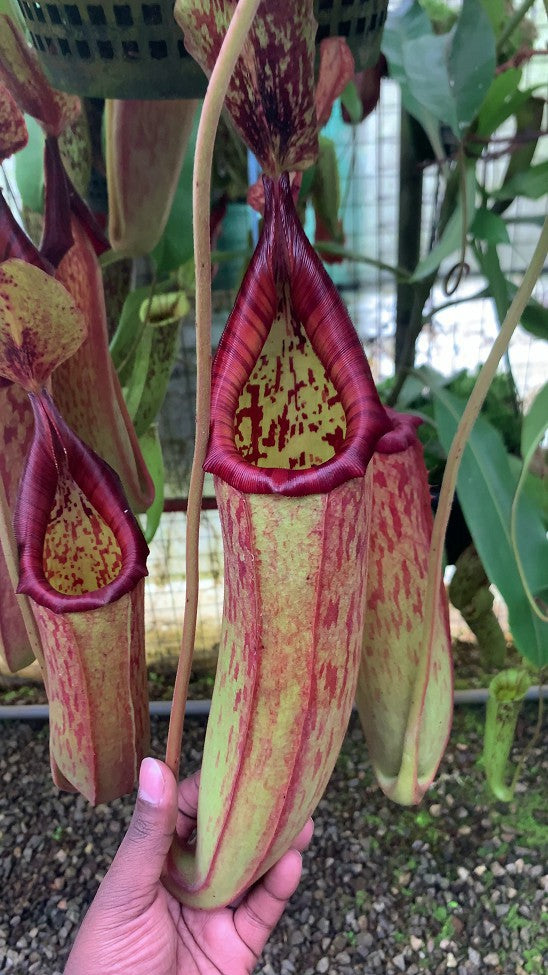 Nepenthes (veitchii x lowii) x Samudera BE-3844