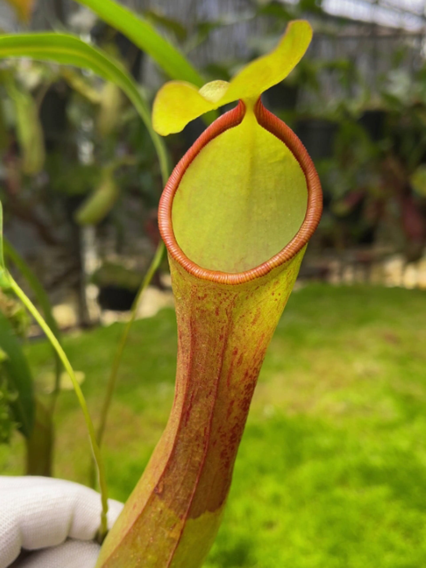 Nepenthes burkei x reinwardtiana BE-3849