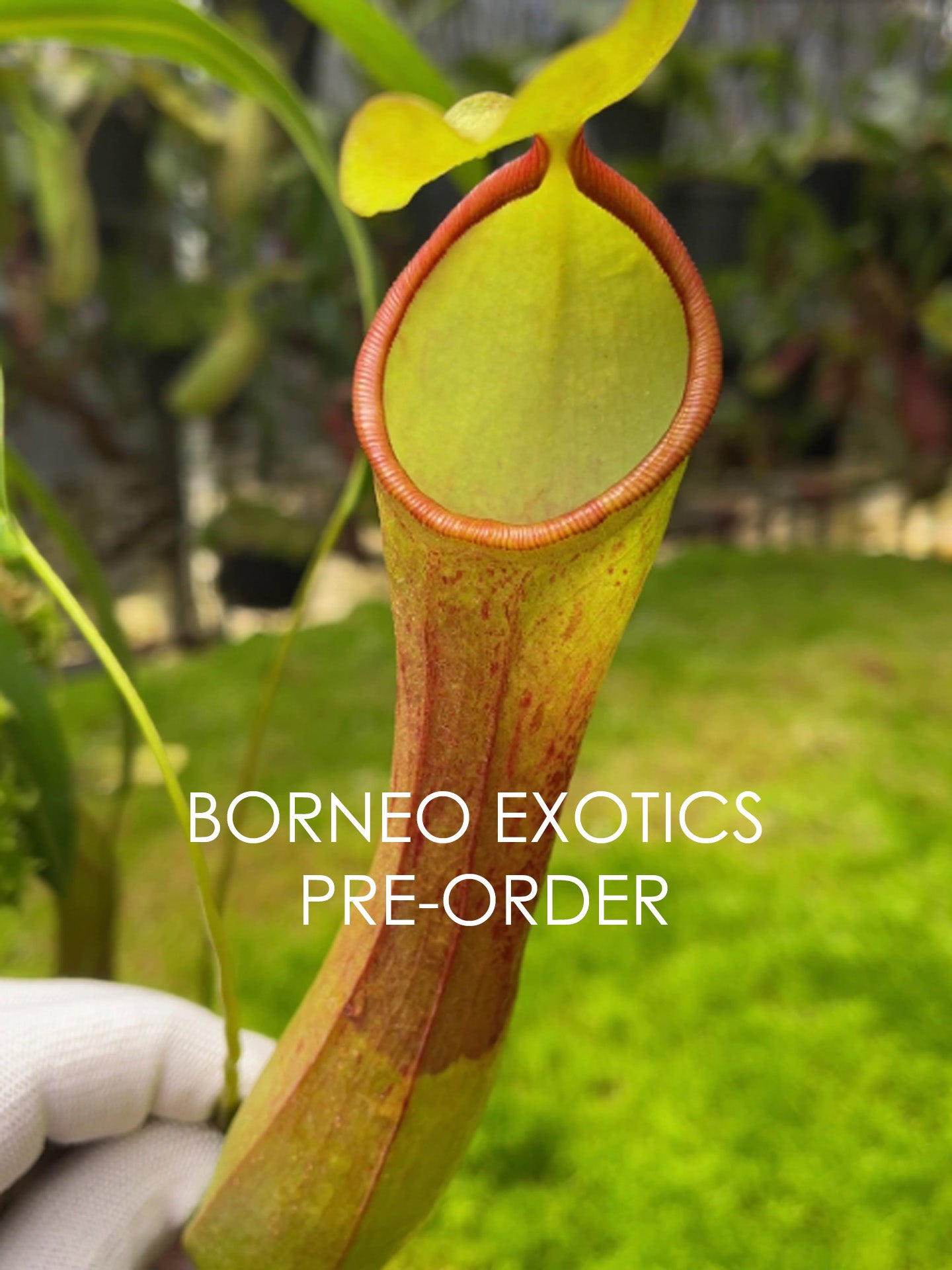 Nepenthes burkei x reinwardtiana BE-3849