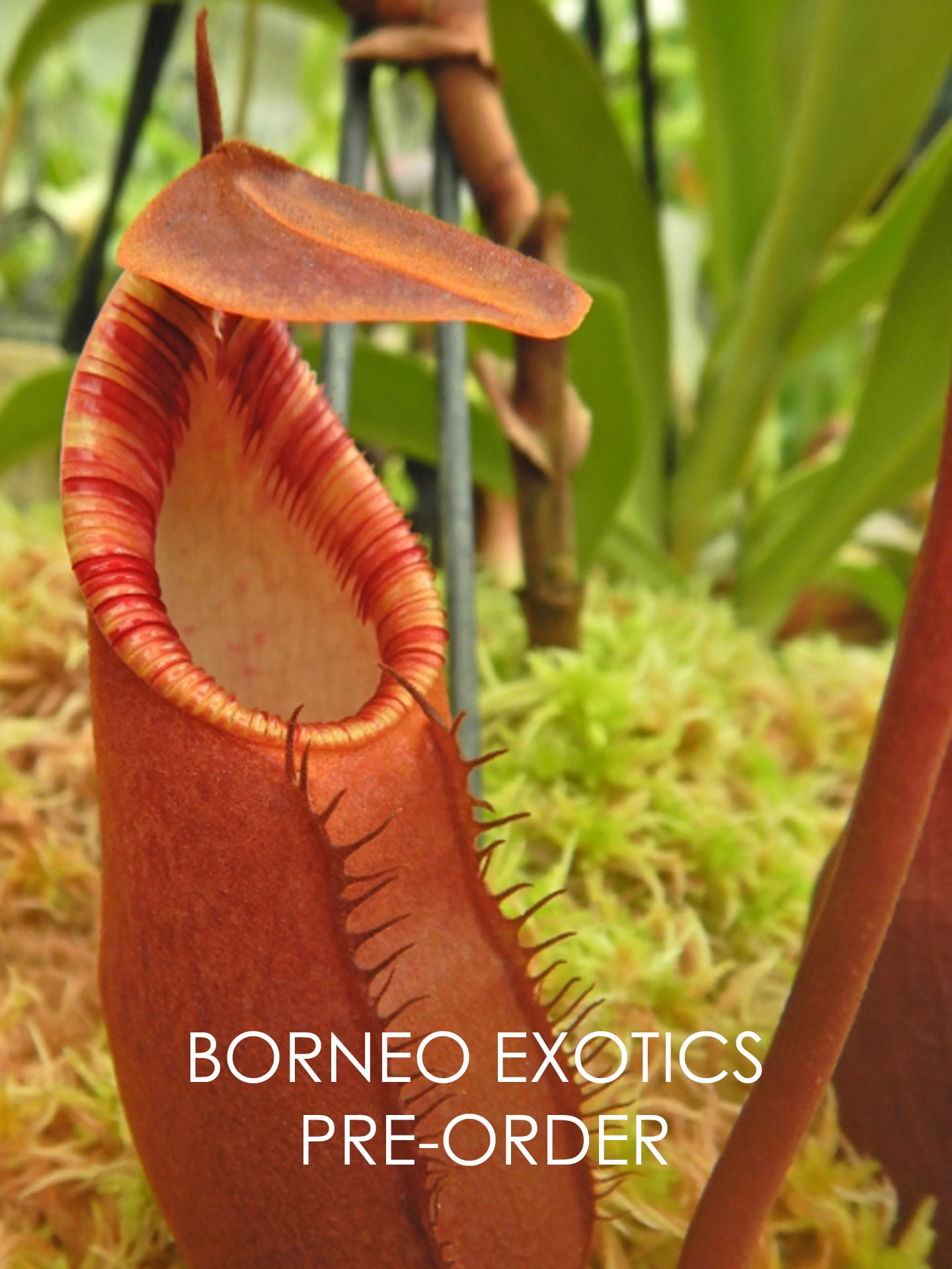 Nepenthes diatas Gunung Masuarai BE-3861 Selected Clone