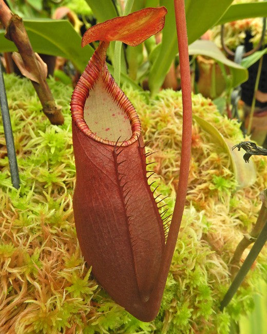 Nepenthes diatas Gunung Masuarai BE-3861 Selected Clone