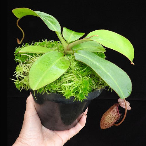 N.x 'Alisaputrana' Seedgrown  (Rajah x burbidgeae)  BE-3865