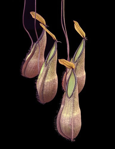 Nepenthes tentaculata BE-3870 Selected Clone