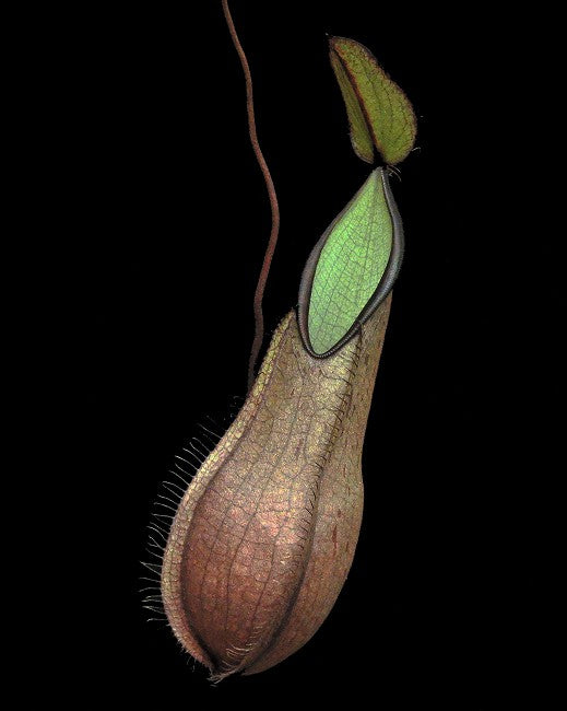 Nepenthes tentaculata BE-3870 Selected Clone