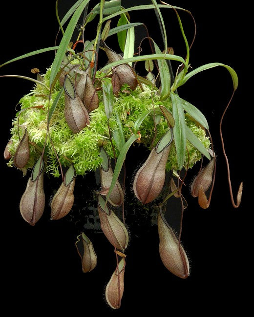 Nepenthes tentaculata BE-3870 Selected Clone