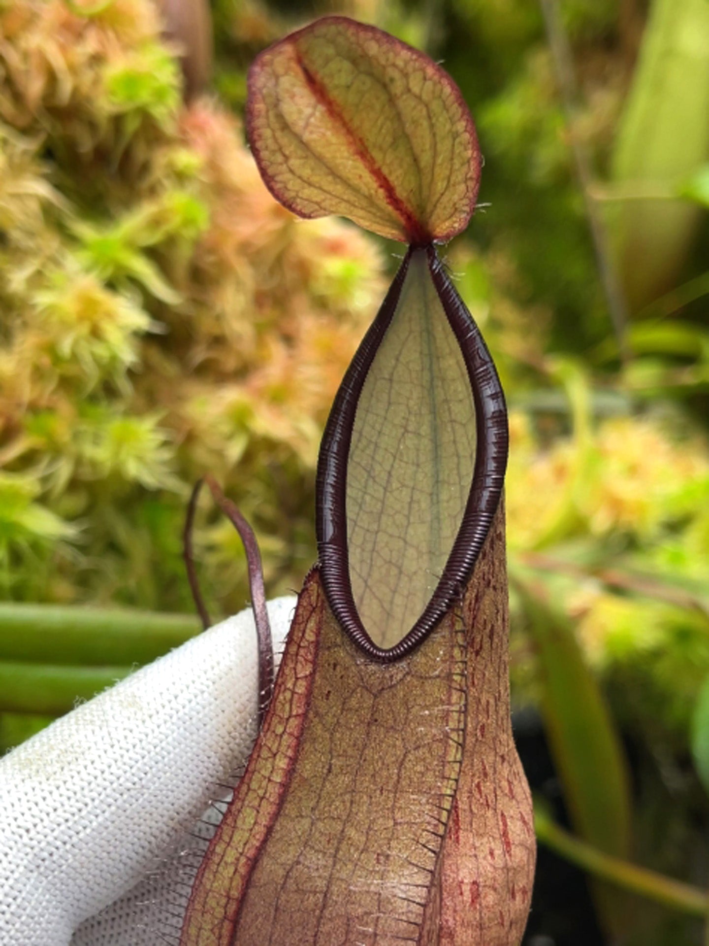 Nepenthes tentaculata BE-3870 Selected Clone