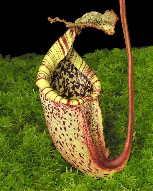 Nepenthes burbidgeae "Pig Hill" Mt.Kinabalu BE-3873