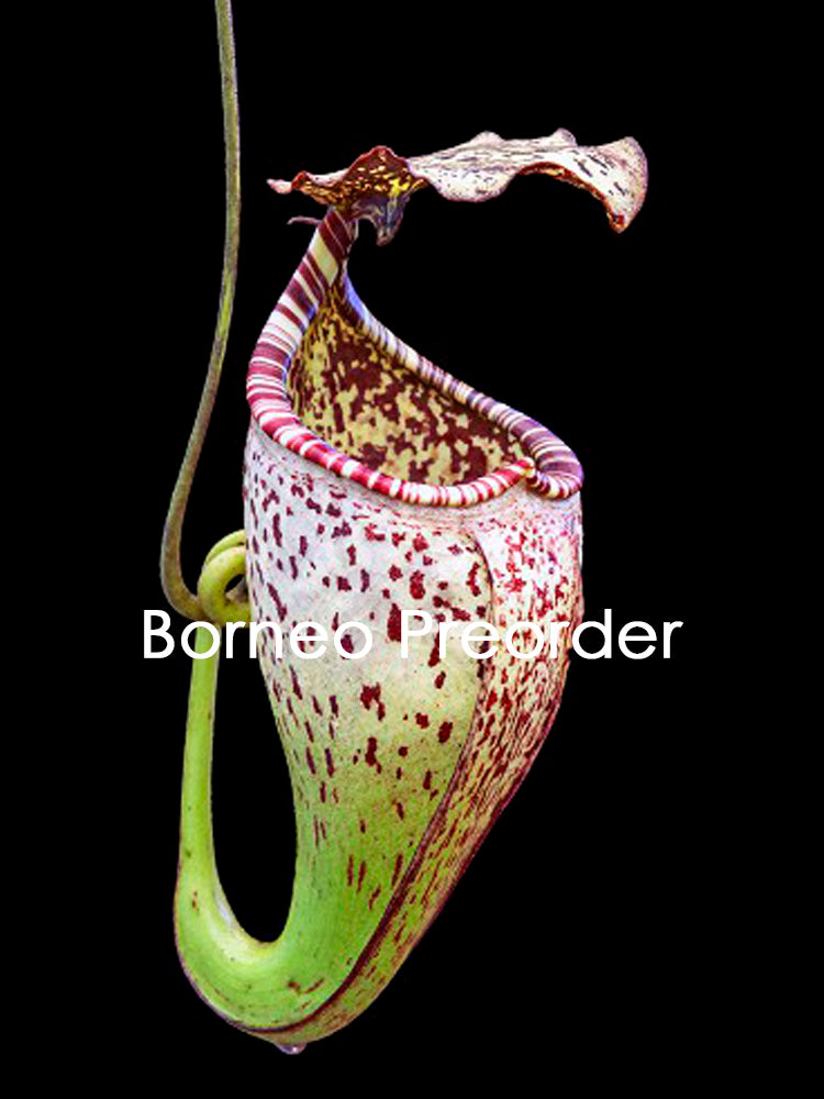 Nepenthes burbidgeae "Pig Hill" Mt.Kinabalu BE-3873
