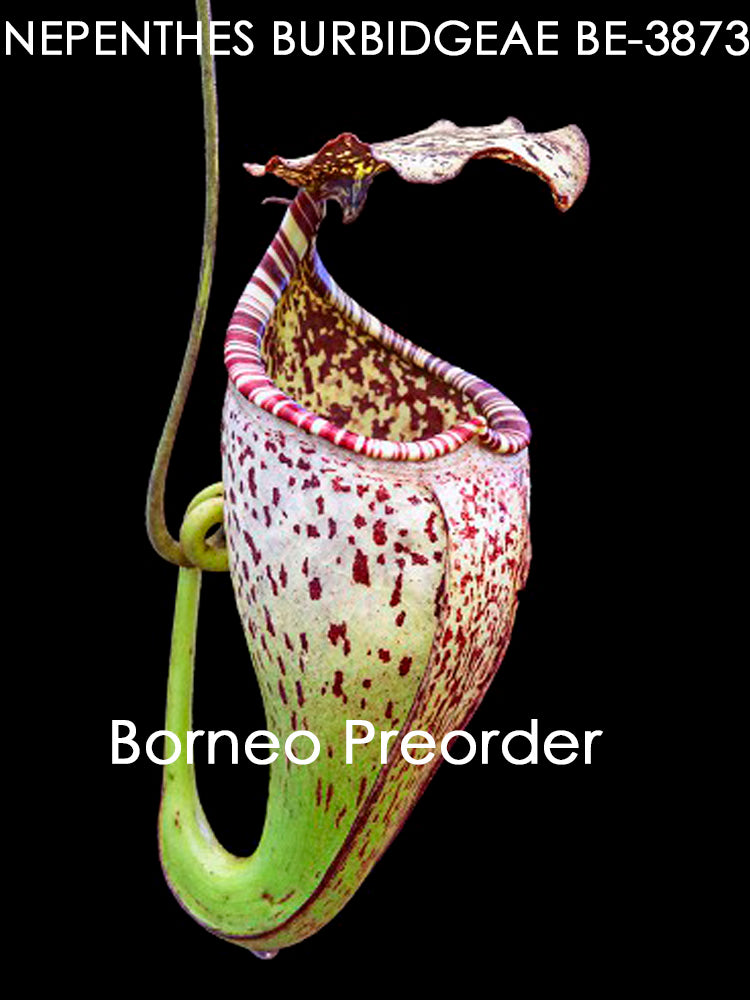 Nepenthes burbidgeae "Pig Hill" Mt.Kinabalu BE-3873