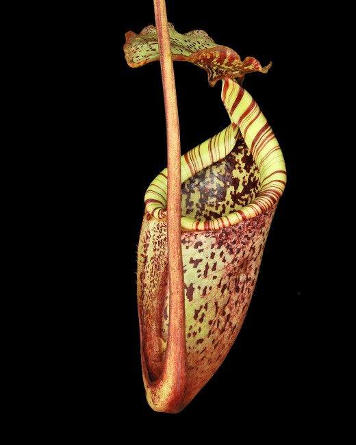 Nepenthes burbidgeae "Pig Hill" Mt.Kinabalu BE-3873