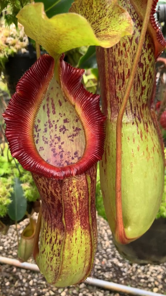 Nepenthes singalana x burkei BE-3878