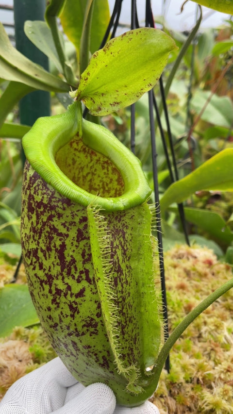 Nepenthes spathulata x ampullaria "burgundy speckled" BE-3881