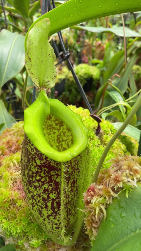 Nepenthes spathulata x ampullaria "burgundy speckled" BE-3881