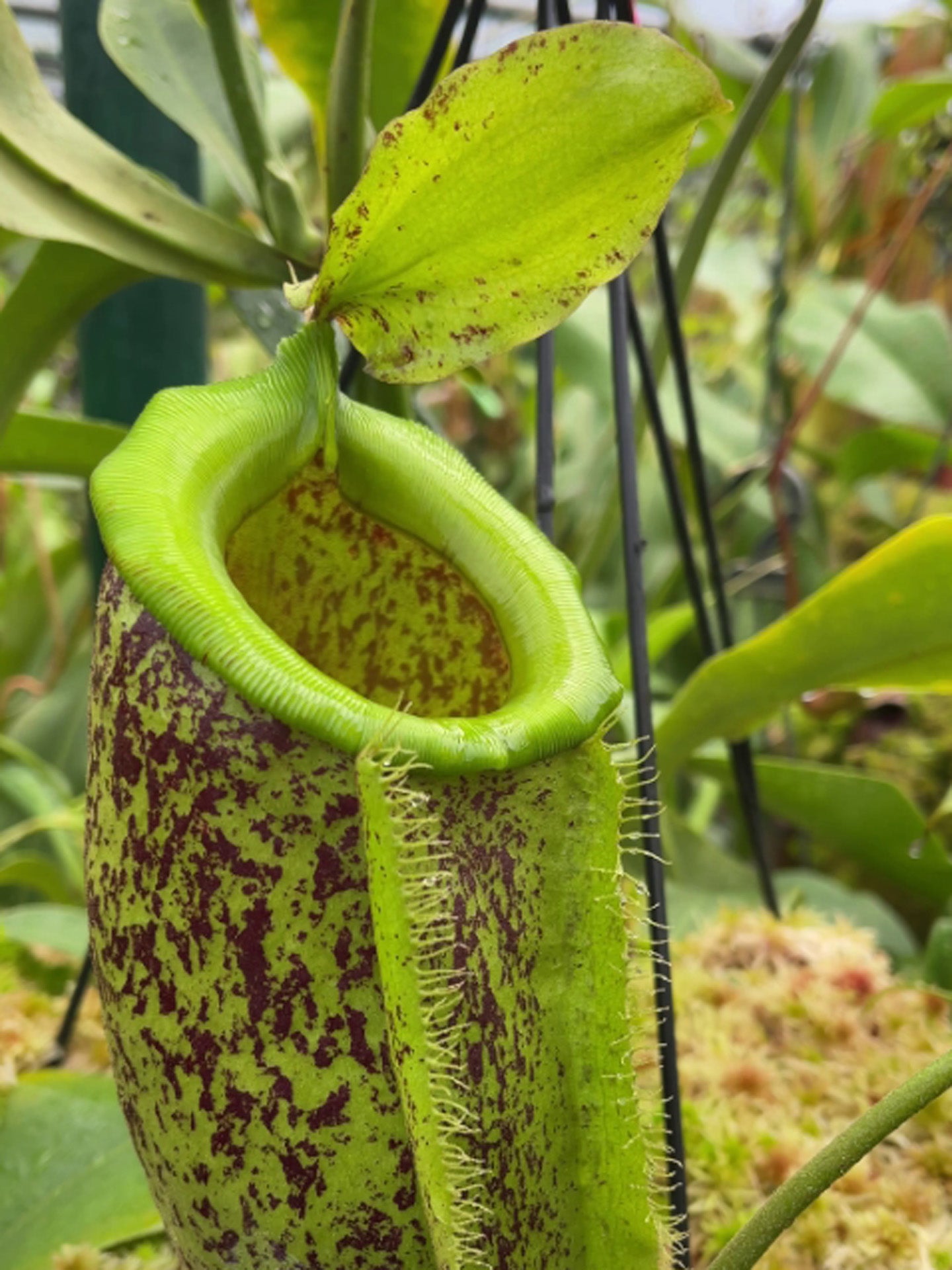 Nepenthes spathulata x ampullaria "burgundy speckled" BE-3881