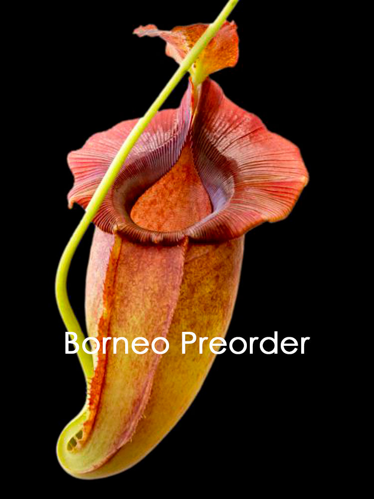 Nepenthes spathulata x jacqueline BE-3883 Assorted Clones