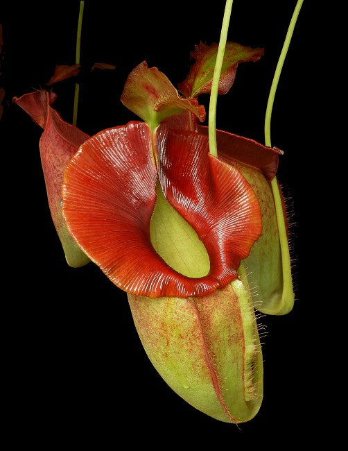 Nepenthes spathulata x jacqueline BE-3883 Assorted Clones