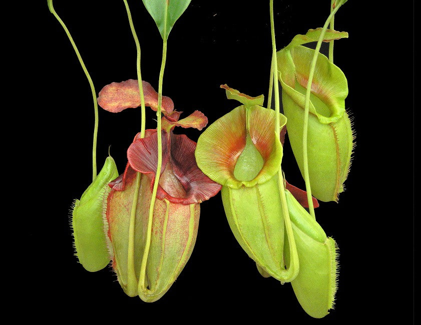 Nepenthes spathulata x jacqueline BE-3883 Assorted Clones