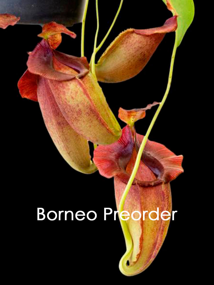 Nepenthes spathulata x jacqueline BE-3883 Assorted Clones