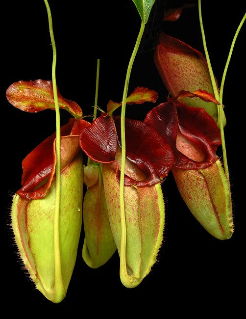 Nepenthes spathulata x jacqueline BE-3883 Assorted Clones