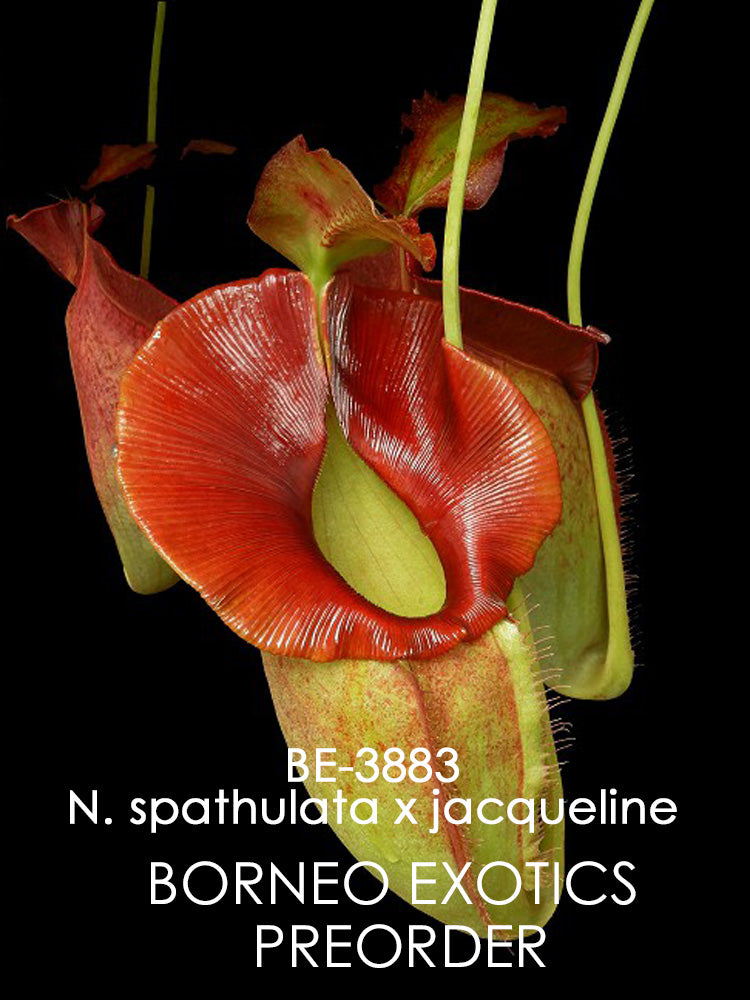 Nepenthes spathulata x jacqueline BE-3883 Assorted Clones