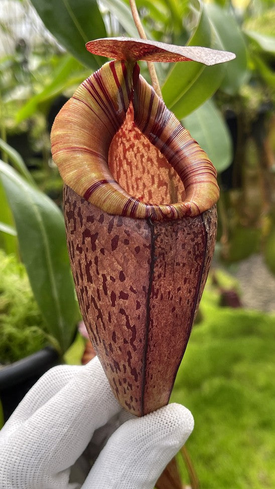 Nepenthes spectabilis x tenuis BE-3884