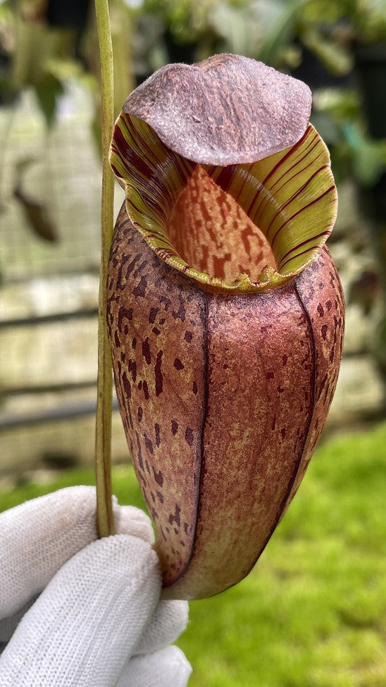 Nepenthes spectabilis x tenuis BE-3884