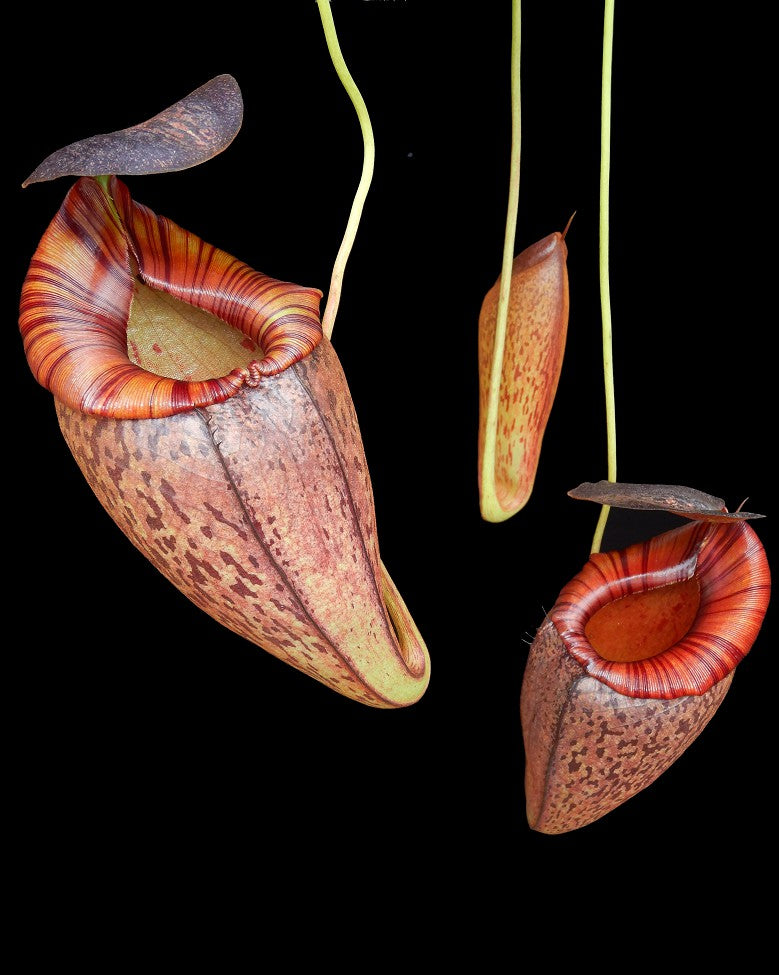 Nepenthes spectabilis x tenuis BE-3884
