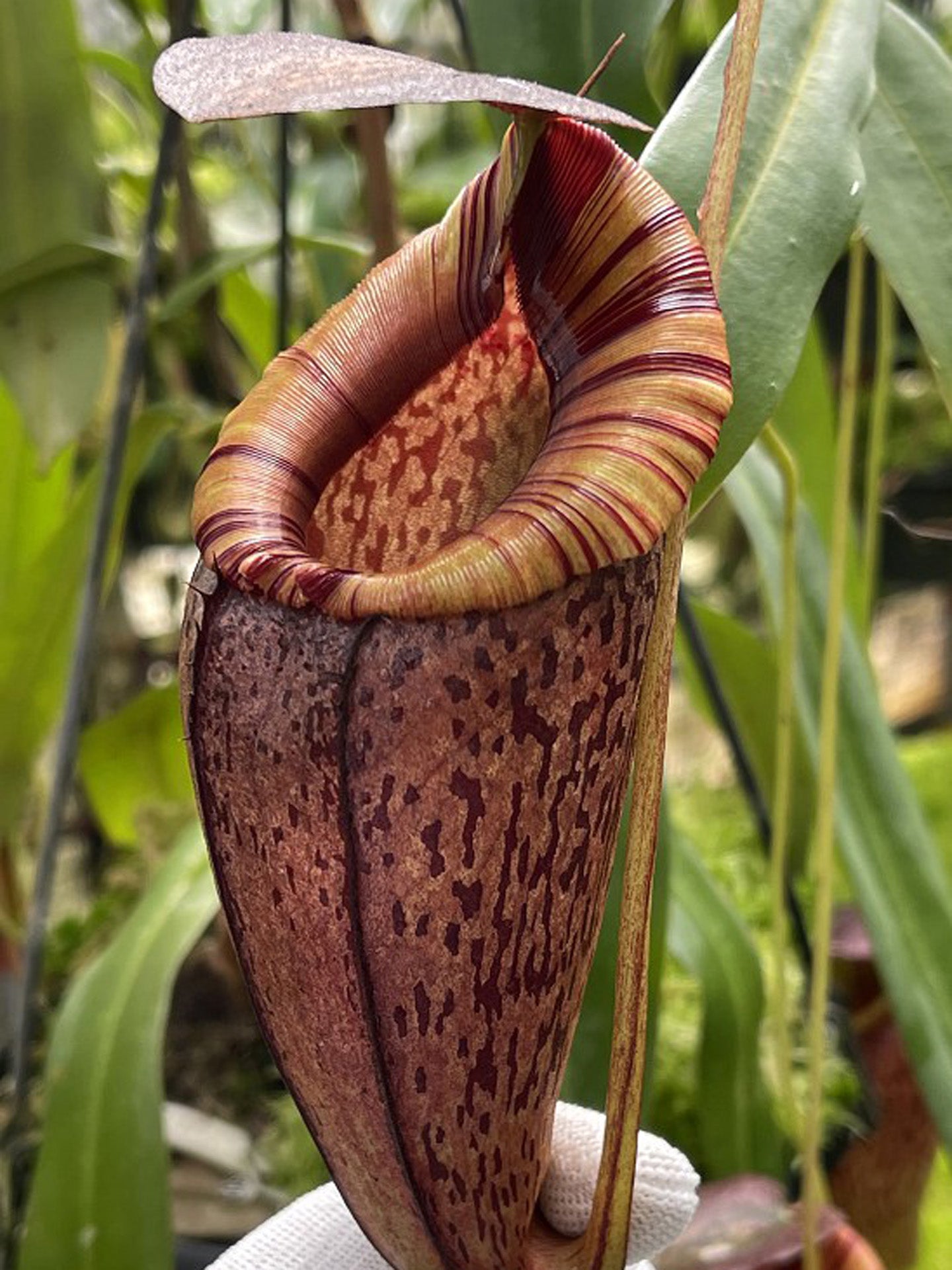 Nepenthes spectabilis x tenuis BE-3884