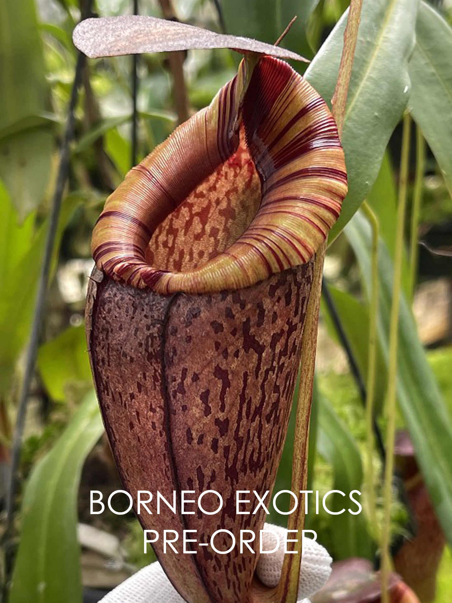Nepenthes spectabilis x tenuis BE-3884