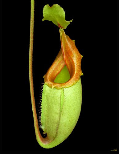 Nepenthes veitchii "Golden Bario" x mira BE-3892