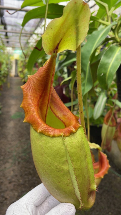 Nepenthes veitchii "Golden Bario" x mira BE-3892