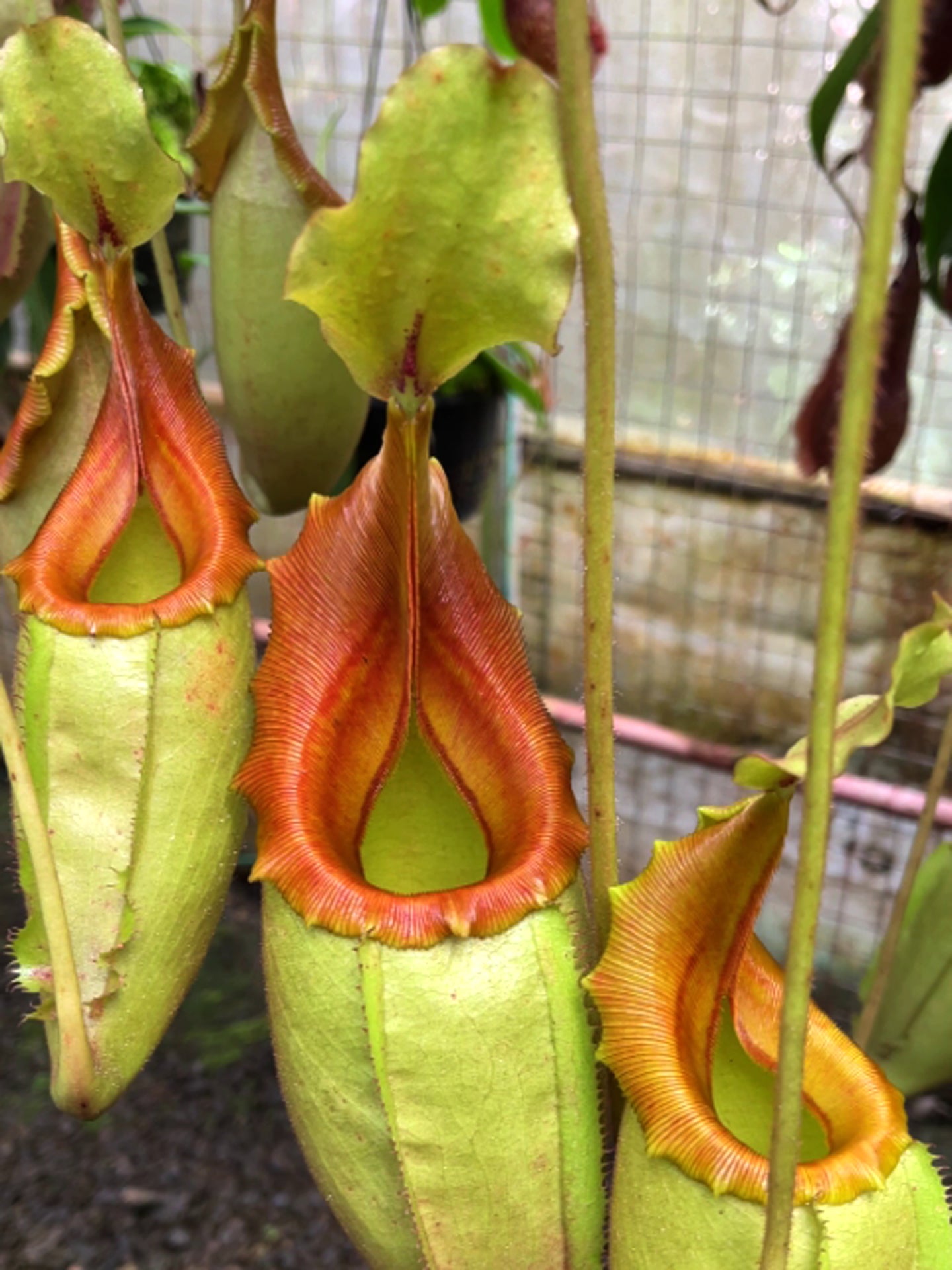 Nepenthes veitchii "Golden Bario" x mira BE-3892