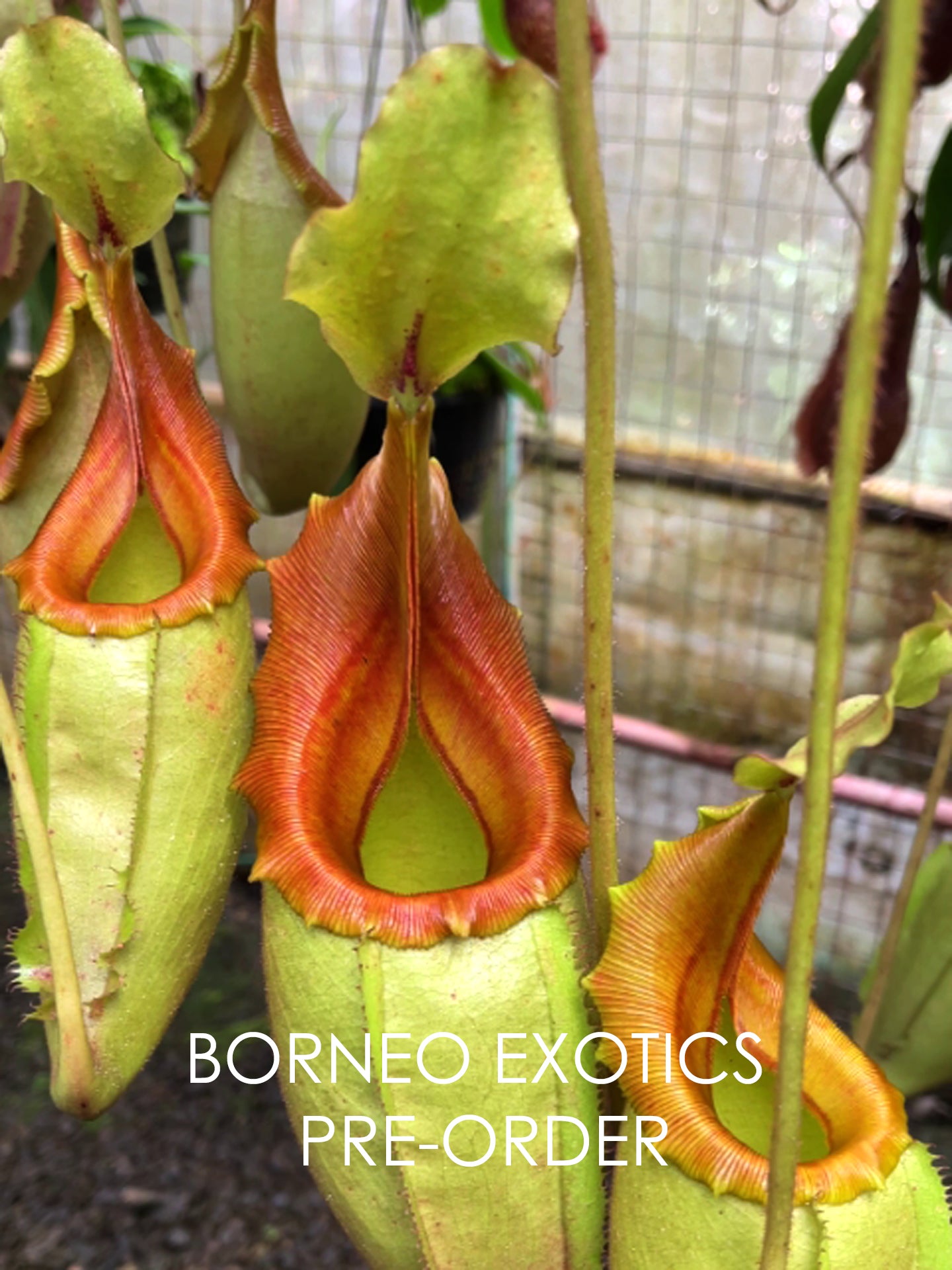 Nepenthes veitchii "Golden Bario" x mira BE-3892