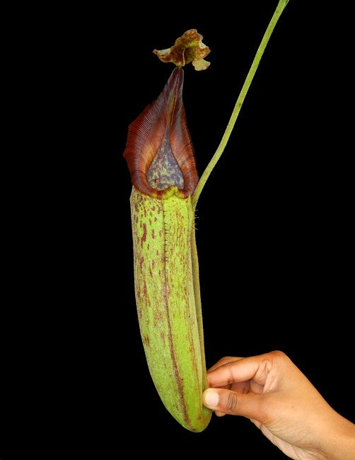 Nepenthes robcantleyi x zakriana "Crocker Road" BE-3893