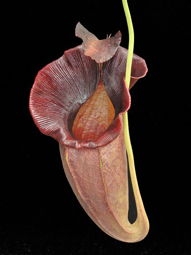 Nepenthes spathulata x jacqueline "Best Selected clone" BE-3894