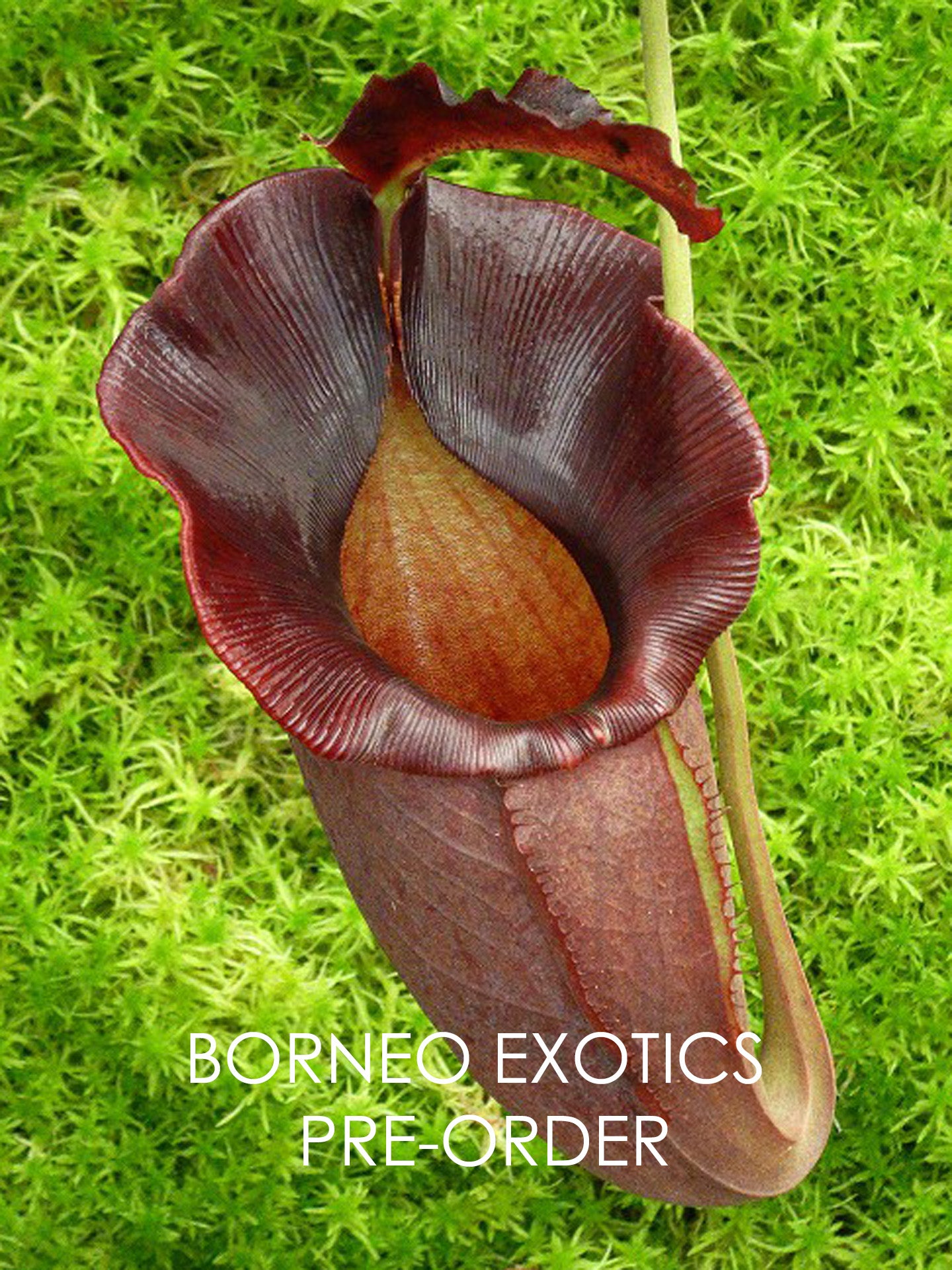 Nepenthes spathulata x jacqueline "Best Selected clone" BE-3894