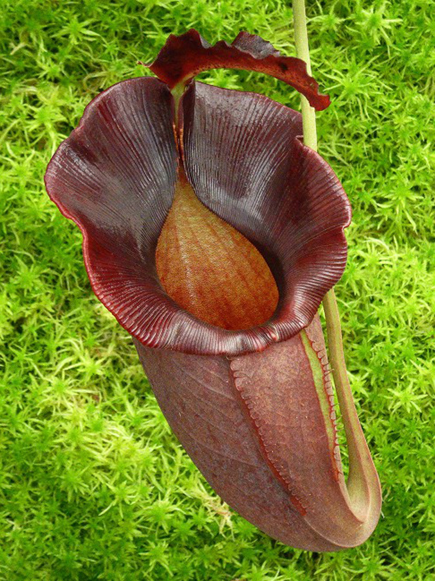 Nepenthes spathulata x jacqueline "Best Selected clone" BE-3894
