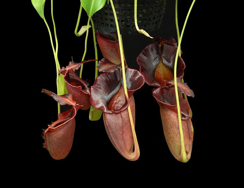 Nepenthes spathulata x jacqueline "Best Selected clone" BE-3894