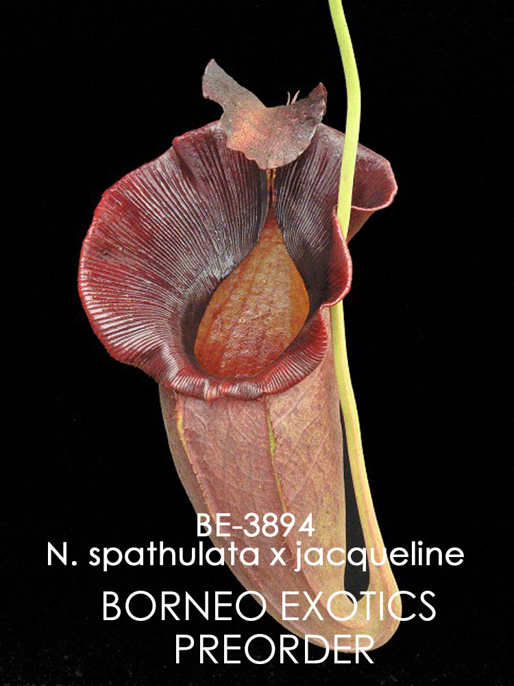 Nepenthes spathulata x jacqueline "Best Selected clone" BE-3894