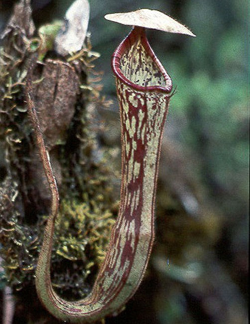 Nepenthes stenophylla "Best selected Clone" BE-3905
