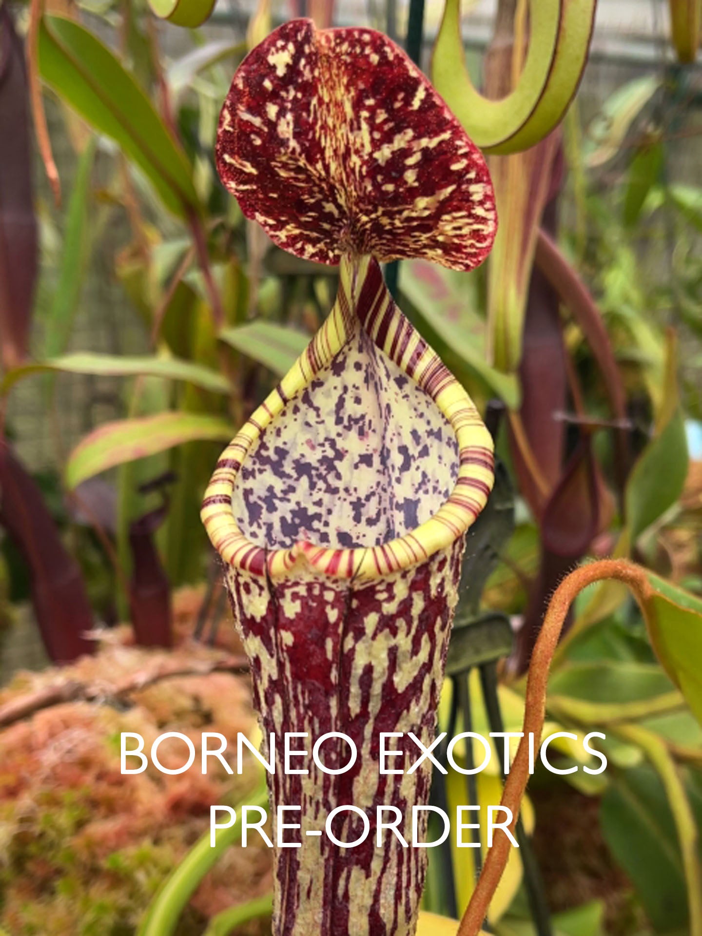 Nepenthes stenophylla "Best selected Clone" BE-3905