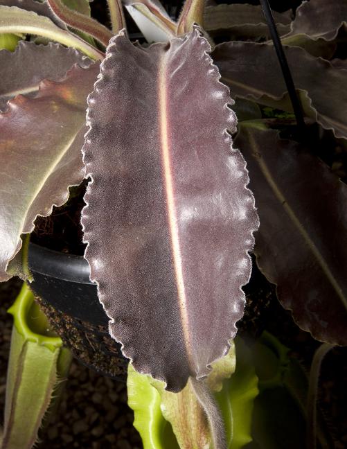 Nepenthes maxima "wavy leaf" BE-3907 Clone 1