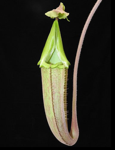 Nepenthes maxima "wavy leaf" BE-3907 Clone 1