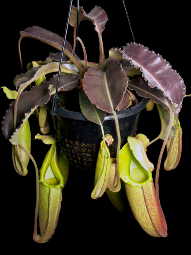 Nepenthes maxima "wavy leaf" BE-3907 Clone 1
