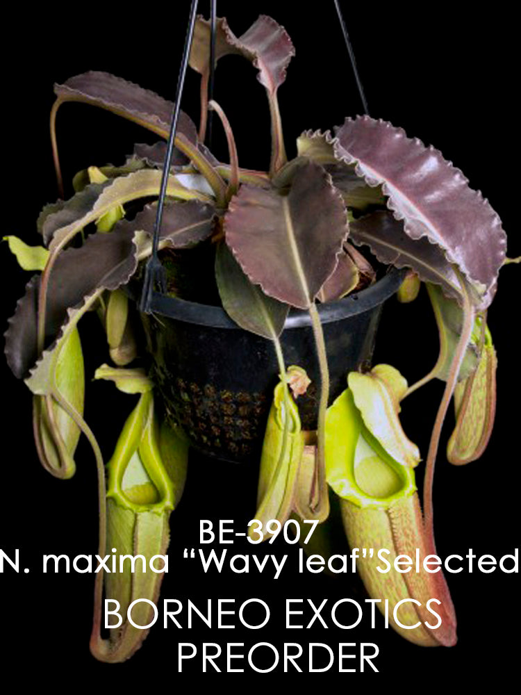 Nepenthes maxima "wavy leaf" BE-3907 Clone 1